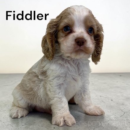 puppy, for, sale, Cocker Spaniel, Joe & Cherri  Overlease, dog, breeder, Miller, MO, dog-breeder, puppy-for-sale, forsale, nearby, find, puppyfind, locator, puppylocator, aca